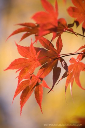 autumn_leaves1.jpg